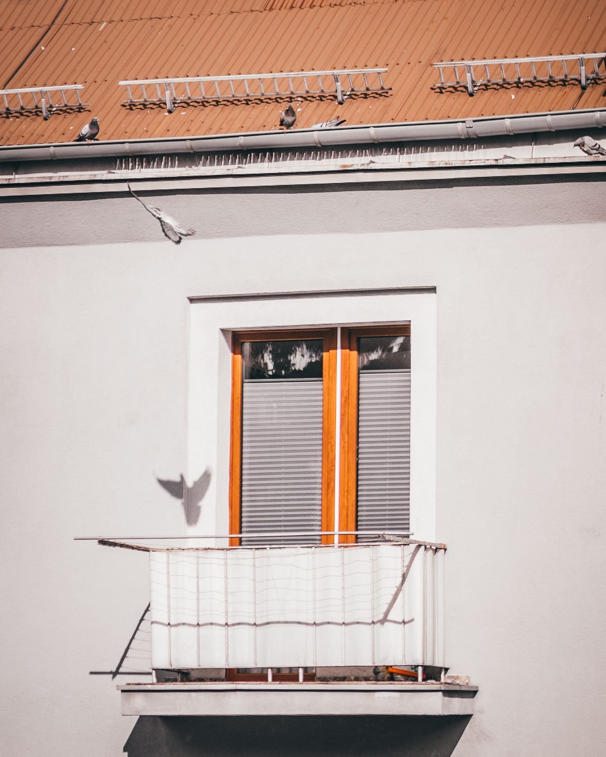 Bird Spikes