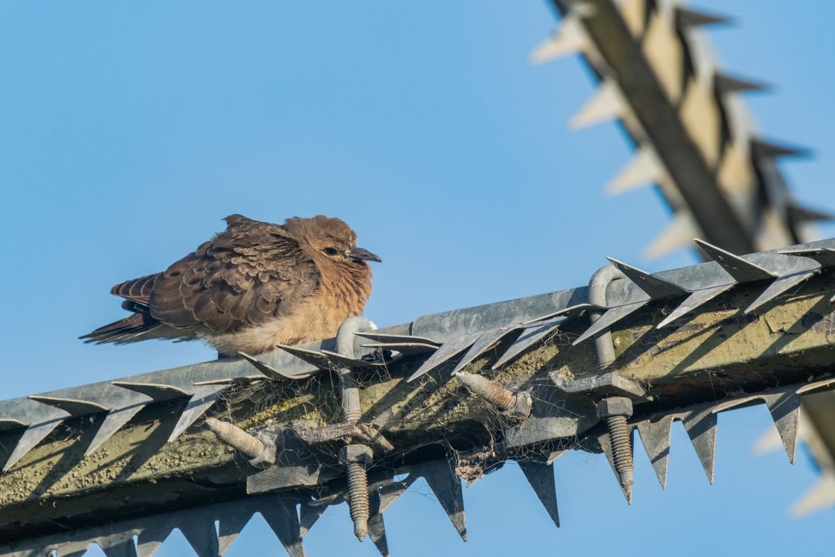 Bird Spikes