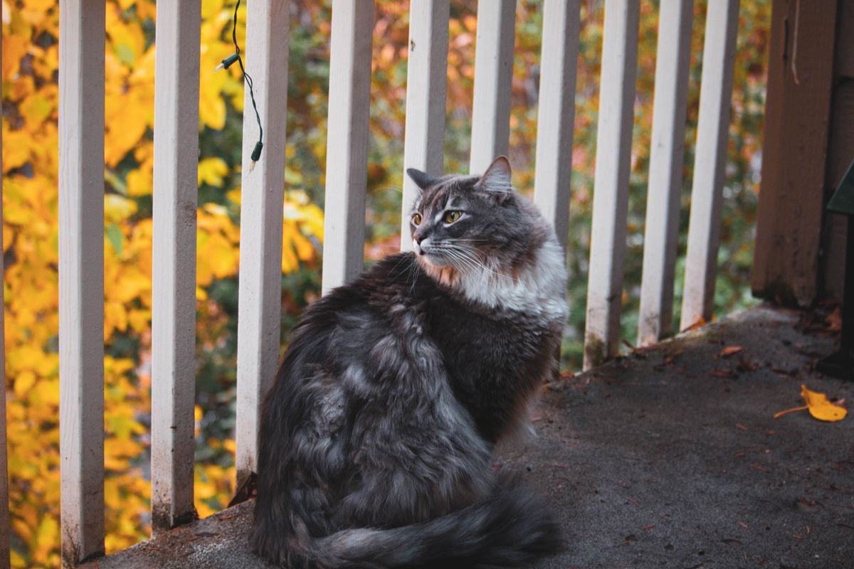 Pet Safety Nets