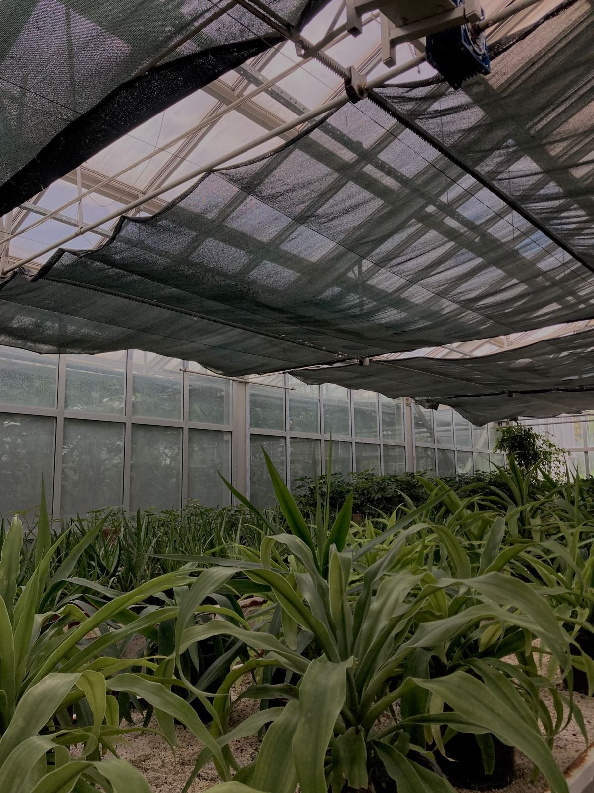 Shade Nets